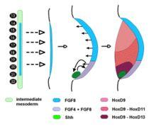 Drosophila and Mammals The Hox complex has been duplicated