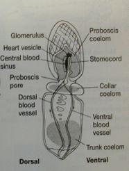 Hemichordata Polostrunatci Trimerický 5-dílný coelom: protocoel + párový meso- a metacoel Stomochord výb ek