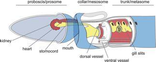 The ventral side, assigned because of the mouth location, is down in this schematic figure. Anterior is to the left.