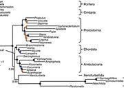 2011: Xenoturbella acoelomorfní ploštěnka: Acoela basální skupina Deuterostomia? E. Westblad (1949). "Xenoturbella bocki n.g., n.sp., a peculiar, primitive turbellarian type".