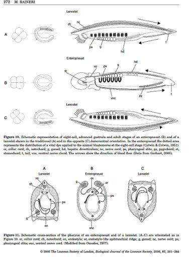 Kopinatec (Chordata) Vs. Hemichordata Chordata: Inverse osy 2 (D-V)?