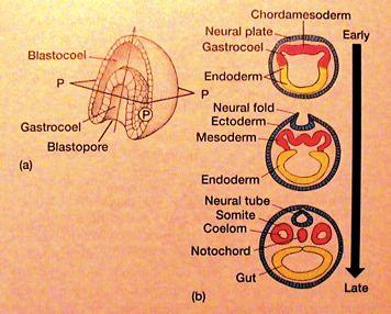 CHORDATA Chorda Somity Neurální trubice Diferenciace mesodermu " chordomesoderm (chorda) " paraxiální m.