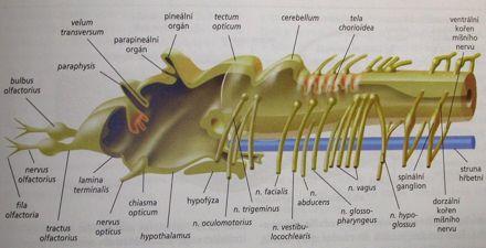 prosencephalon rhombencephalon Trubicovitá CNS: 5-dílný mozek (3 odd.