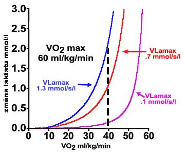 Graf 16.5 Dynamika laktátu Pro vytrvalostní sportovce je vysoce žádoucí, když jsou schopni závodit při mnohem vyšším % VO2max, než aby tvořili velké množství laktátu.