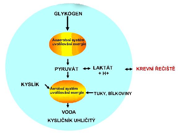 Aby sportovec dokázal zvítězit, potřebuje mít optimálně vyvinuté oba tyto