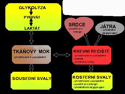 Hladiny laktátu v krvi Hladina laktátu v krevním řečišti v libovolném okamžiku