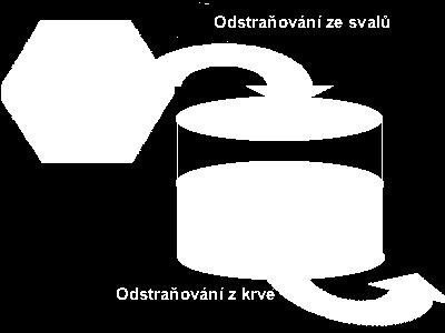 přemění na glykogen. Během cvičení skončí většina vytvořeného laktátu jako energie v jiném svalu.