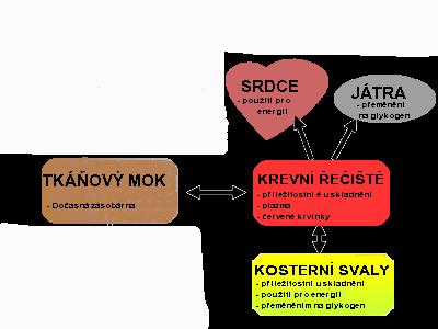 Hladiny laktátu v krvi V krvi se měří koncentrace laktátu v jednotkách mmol/l, neboli milimol na litr