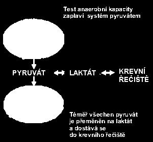 Jestliže je zatížení příliš dlouhé, ovlivňuje výsledek testu několik dalších faktorů: Aerobní systém začne využívat pyruvát. Přenašeče laktátu začnou odstraňovat laktát.