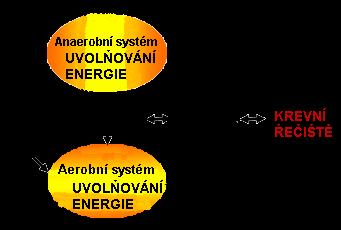 Účinek anaerobní kapacity Anaerobní kapacita ovlivňuje kolik pyruvátu se vytvoří.