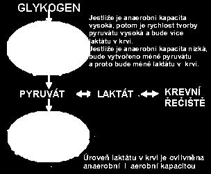 minut, potom ten sportovec, který má vyšší anaerobní kapacitu, bude mít také vyšší aerobní kapacitu. Proč?