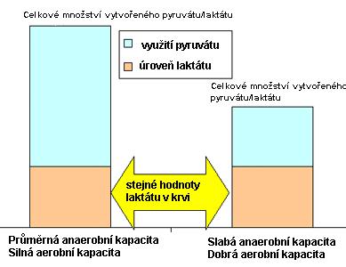 Pyruvát a laktát Sportovec s velmi slabou anaerobní kapacitu bude mít problém vytvářet laktát. Toto je typické pro většinu vytrvalců.