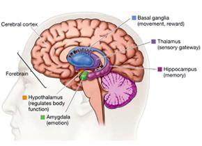 Amygdala případ S.M. Pacientka S.M. Kompletní oboustranná destrukce amygdaly v důsledku Urbach-Wietheho onemocnění.