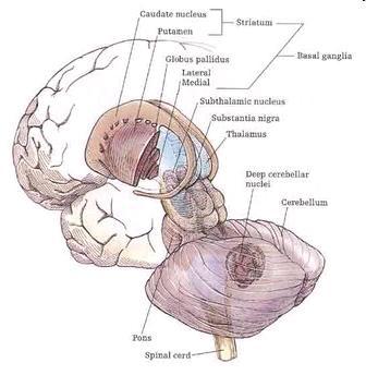 Bazální ganglia Striatum dorzální - nc. caudatus + putamen, Striatum ventrální nc.