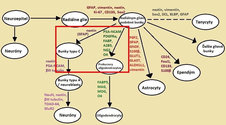 Blízké fenotypy CSC neuroepiteliálních nadorů I. st.