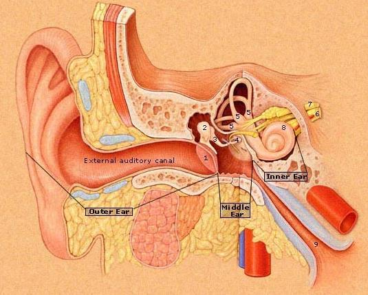 Pozdĺžny prierez uchom človeka Do vonkajšieho zvukovodu vyúsťujú mazové žľazy, ich sekrét ušný maz (cerumen) zabraňuje prenikaniu nečistôt do vnútorných oddielov ucha.