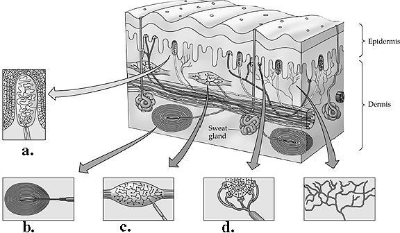 a. Meissnerovo teliesko, b. Vater-Pacciniho teliesko, c.