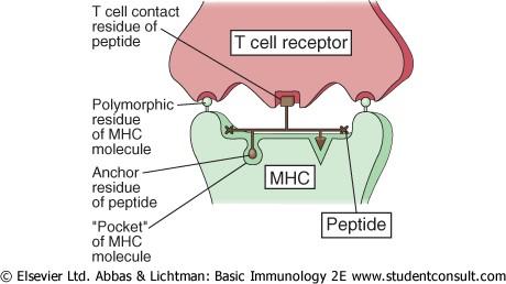 Interakce TCR-polypeptid-HLA molekula Downloaded from: