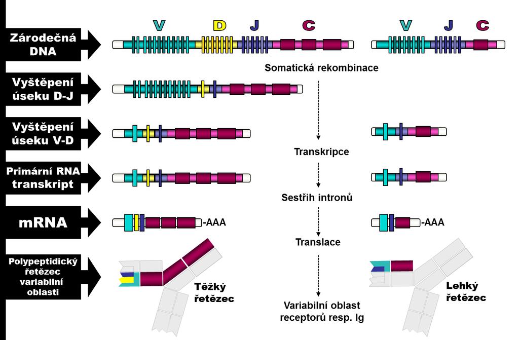 jako v první fázi. Protože má ale zárodečná DNA kódující κ resp. α řetězec jen segmenty V a J, tak přeskupování probíhá pouze v rámci těchto segmentů. Obr. 7.