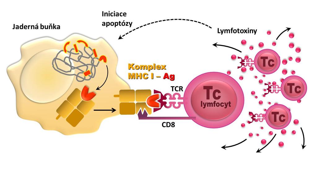 Cytotoxické CD8 + T-lymfocyty stimulované takovým antigenem pak iniciují apoptózu takto poškozené buňky. Tím chrání organismus před šířením viru popř. před množením nádorových buněk.