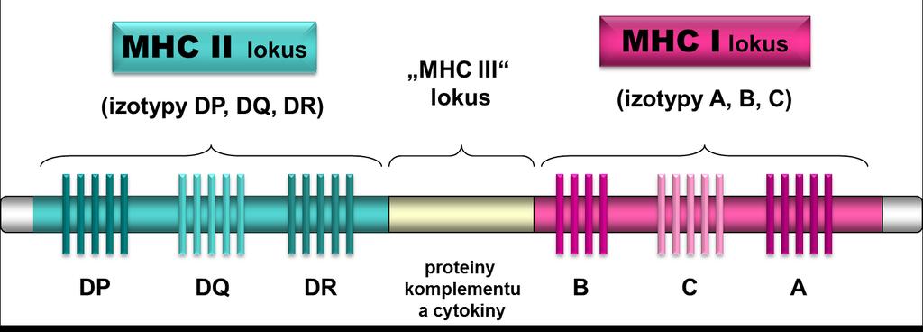 Obr. 7.7: Zjednodušené schéma stavby 6. chromosomu a rozložení genů pro MHCglykoproteiny.
