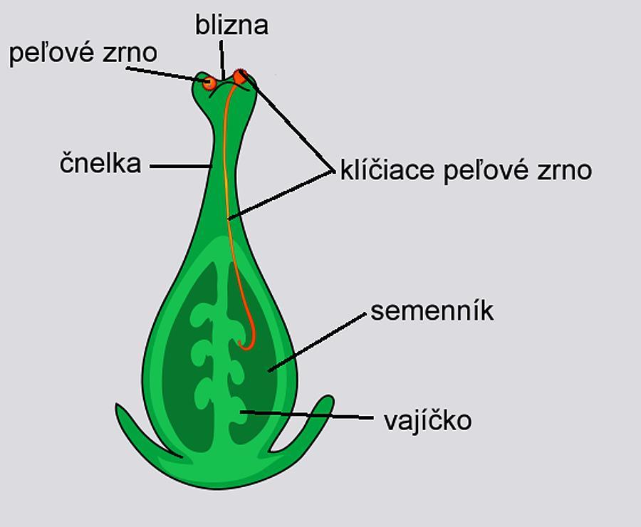 Anatómia a morfológia: kvet Vnútri vajíčka