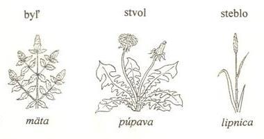 Anatómia a morfológia: stonka bylinné metamorfované