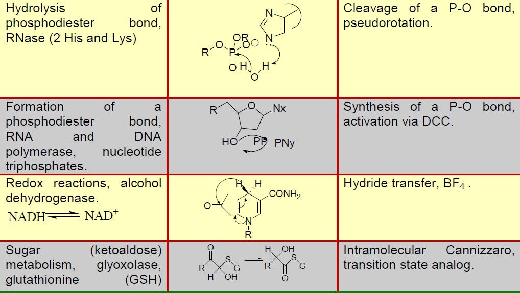 Biochemické reakce a jejich