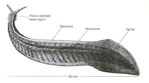 Deuterostomia Cathaymyrus diadexus - 2,2 cm, pohyb při mořském dně, příbuznost