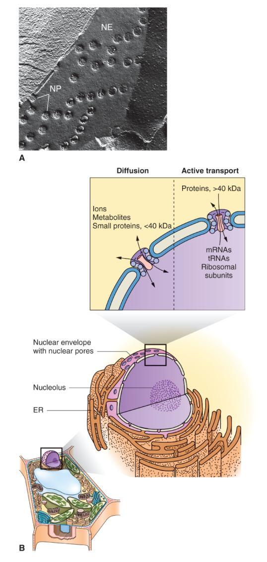 Transport peptidů do jádra 21 Jaderná obálka - dvojitá membrána; odděluje cytoplazmu od matrix jádra (nukleoplazma) Vnější