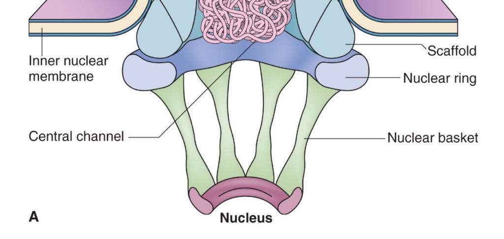 lokalizovaný signál (NLS) 1. NLS na proteinu se váže k receptorům v jaderném póru (GTP). 2.