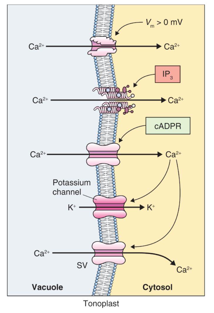 Uzavření průduchů indukováno ABA 8 Ca 2+ regulován napětím Ca 2+ regulován IP 3 (inositol 3 fosfát) Ca 2+ regulován cyklickou