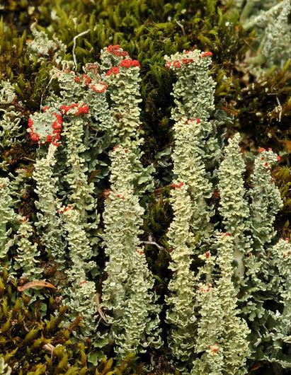 GRANULES Cladonia