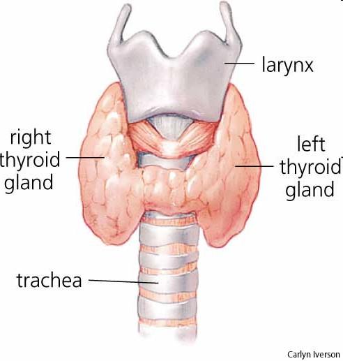 (tetrajodtyronin,t4) a trijodtyronin (T3) - C-buňky kalcitonin (na vždy asociováno s thyroideou) Thyroidea