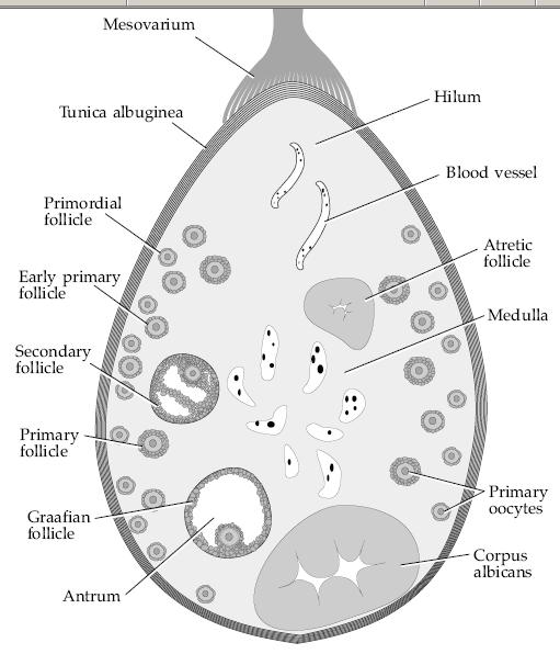 Ovária - théka Graaf.