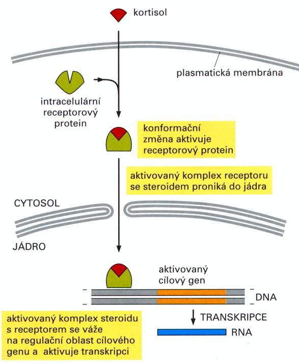 lipofobní B - látky steroidní povahy obecně hydrofobní /