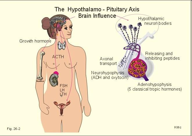 Základní schéma endokrinní úlohy osy hypotalamus -> hypofýzy - produkce více jak 10 hlavních hormonů - regulace obratu vody a solí, růstu, laktace, gravidity a porodu, pigmentace Hypofýza má