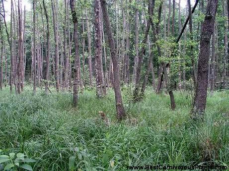 Vegetace a flóra Lužní lesy a olšiny Na mokřinách se stagnující vodou uvnitř lesa (např.