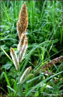 jsou blatouch bahenní (Caltha palustris), ostřice prodloužená (Carex elongata), o.