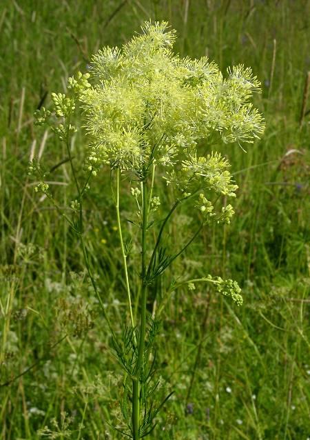 Thalictrum lucidum