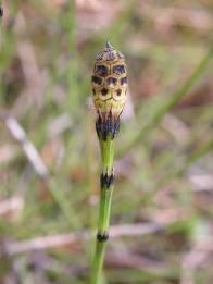 Equisetum variegatum Ochrana a ohrožení Regulace vodních toků postihly nejen některé úseky Moravy, ale i řadu jejích přítoků.