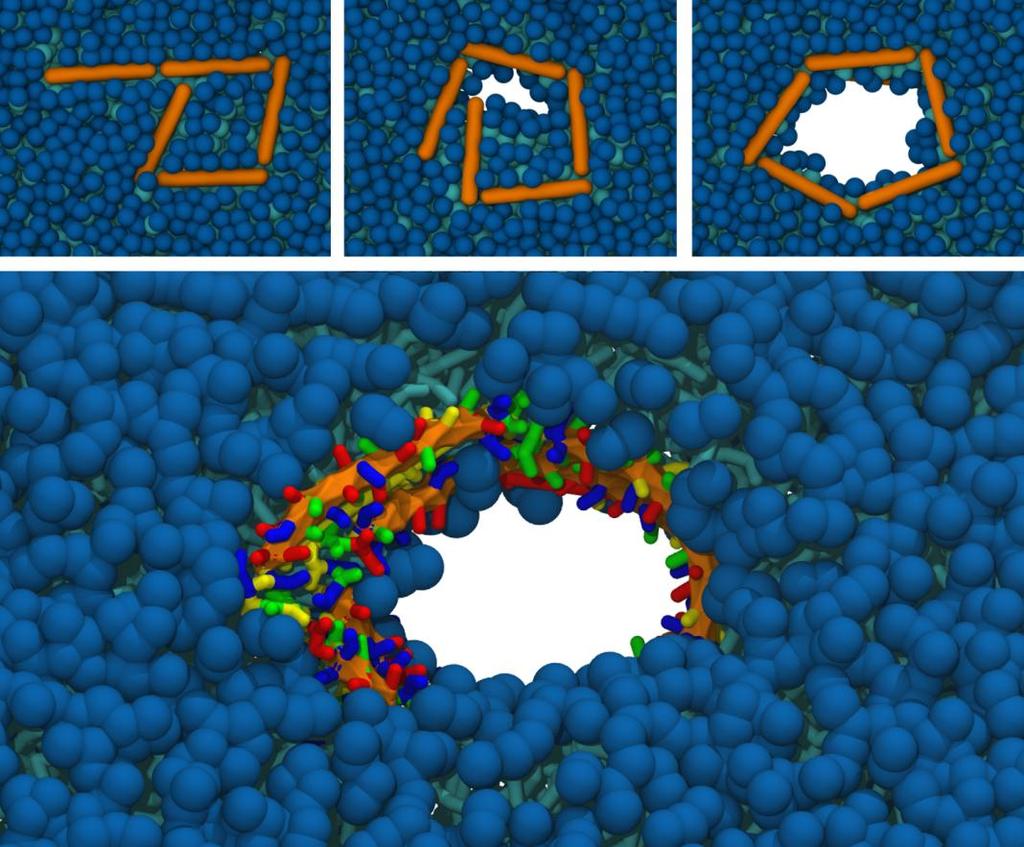 Interakce proteinů a membrán peptidy z našeho imunitního systému (membránové póry) amyloidové proteiny (fibrilové struktury a narušení membrán) proteiny virů (capsidy a průnik do buňky) od all-atom