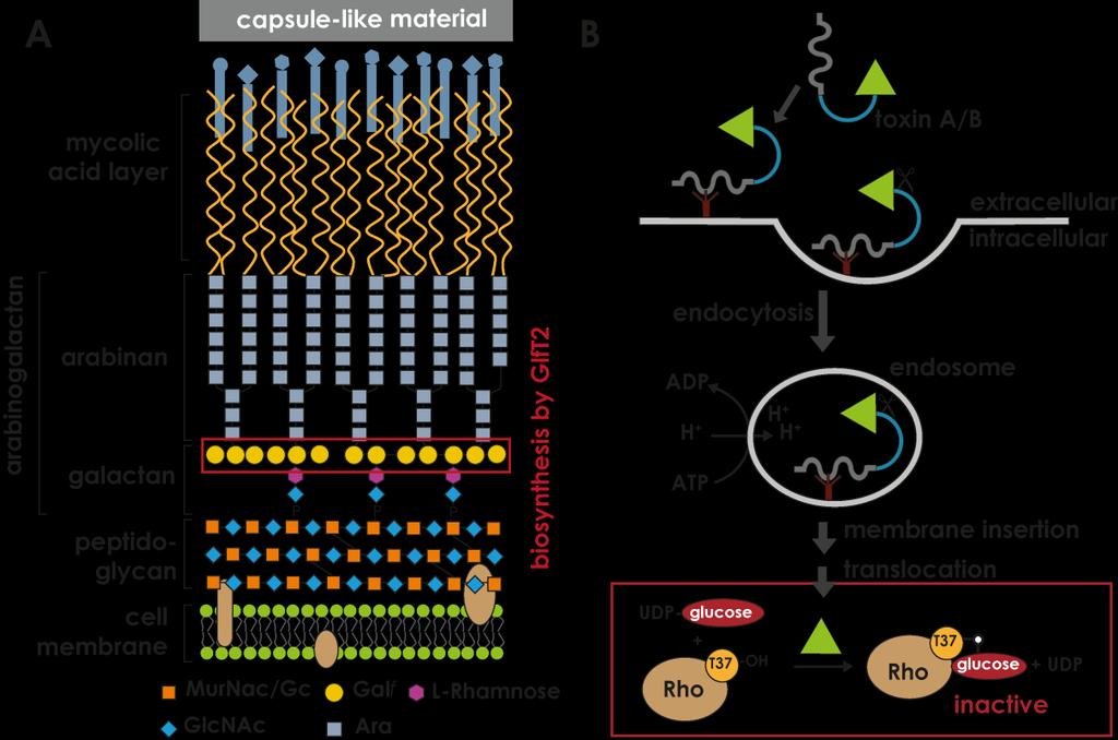 Motivace: inhibitor syntézy důležité složky membrány -> antibiotikum Motivace: inhibitor glycosyltransferázové aktivity toxinu -> protijed Glykosyltransferázy Glycosyltransferázy jsou enzymy, které