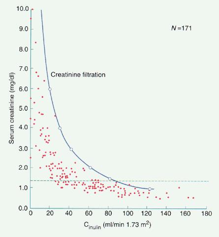 The relation between serum creatinine concentration and the glomerular