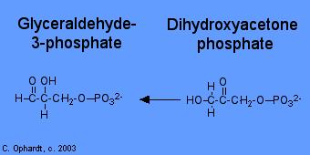 Bioenergetika V biochemii G 0 - standardní biochemická změna volné energie G = G 0 + RT ln [produkty]/[reaktanty] Pro ph = 7 [H + ] = 10-7 O směru reakce rozhodují fyziologické koncentrace: Příklad: