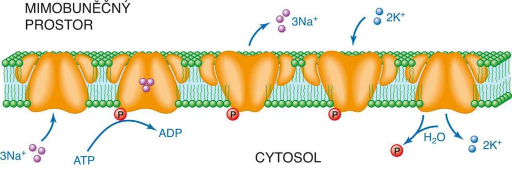 Promární Aktivní transport Na + /K +