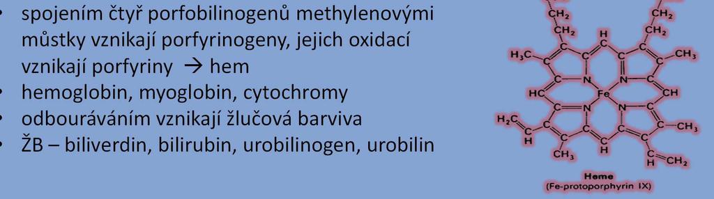 derivátem je porfobilinogen, prekurzor tetrapyrrolových struktur spojením čtyř porfobilinogenů methylenovými můstky vznikají porfyrinogeny, jejich