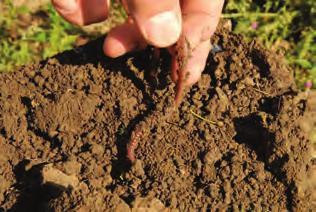Tiefendurchwurzelung des Wein fördern Bodenruhe, um N-Mineralisierung zu bremsen Wasserverfügbarkeit im Boden im Jahresgang messen! Jede 1.