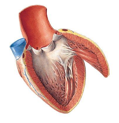 Ventriculus sinister (levá komora) ostium atrioventriculare sinistrum valva mitralis s. bicuspidalis cuspis anterior, posterior (cc. commissurales) mm.