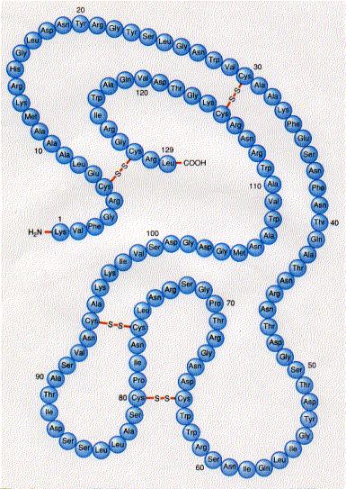 Rozšiřující informace o Lyzozymu becná charakteristika Lyzozym je protein o velmi malé molekulové hmotnosti (14,6 KDa), který se skládá z jediného polypeptidového řetězce tvořeného 129 jednotkami.